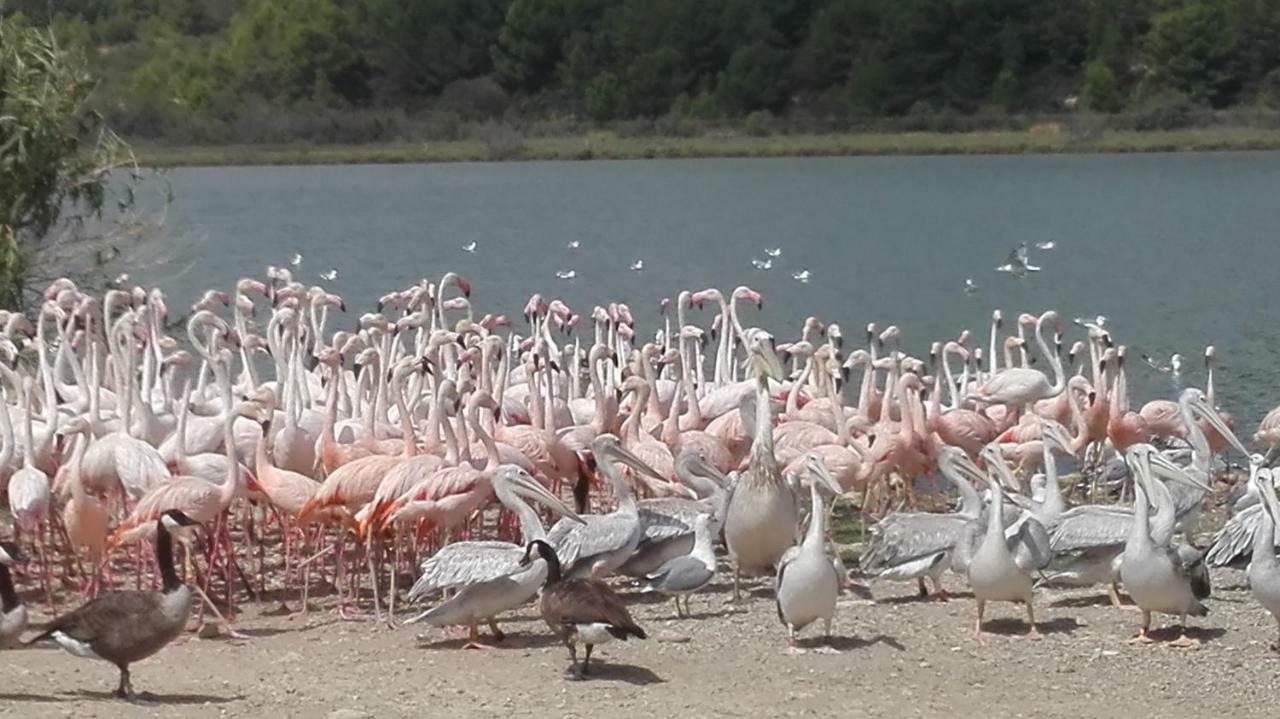 Shaka Aum Otel Sigean Dış mekan fotoğraf